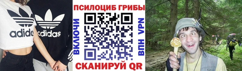Галлюциногенные грибы Psilocybe  Хотьково 